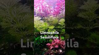 Limnophila Sessiliflora aquarium plantedtank plants aquascaping aquascape nanoplantedtank [upl. by Eelyek]