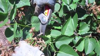 How to Prune a Lilac [upl. by Annnora]