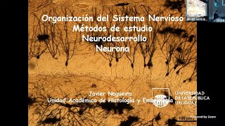 HistoNCR 2024  Teórico 2  Organización del SN  Métodos estudio  Neurodesarrollo  Neurona 5824 [upl. by Dragone]