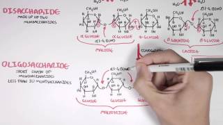 Biochemistry of Carbohydrates [upl. by Renmus]