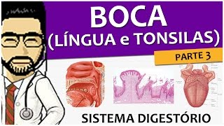 Sistema digestório 04  Língua e tonsilas anatomia e histologia  Vídeoaula [upl. by Baxy465]