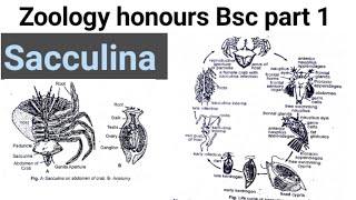 parasitic castration with reference to sacculina life cycle of sacculina bsc part 1 zoology honours [upl. by Elocan]