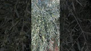 IL POLICONICO SENZA SE E SENZA MA olivo potaturaolivo pruning olive oliveoil [upl. by Cirred241]