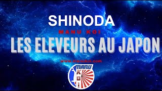 ELEVEUR DU JAPON SHINODA [upl. by Armando]