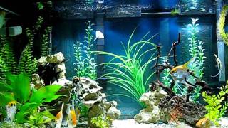 Adult Angelfish Tank [upl. by Borg]