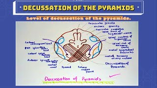 Decussation Of Pyramids In Medulla Oblongata Drawing  How to Draw Pyramids Decussation [upl. by Eyeleen]