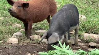 Mangalitsa turning grass into bacon [upl. by Schuler]