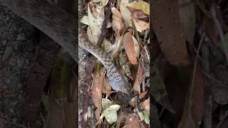 Wow Paralysed Snake after consuming CaneToad [upl. by Enilemme]