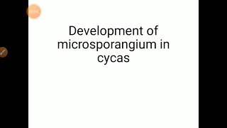 Development of microsporangium in Cycas [upl. by Suravat]