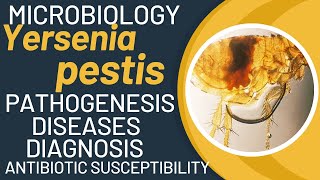 Yersinia pestis bacillus  bubonic plague bacteria  Yersinia pestis pathogenesis [upl. by Wade]