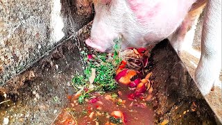 Pig Feast Going Green with Slop Delight Pig is eating Slop ASMR [upl. by Haldi]