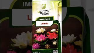 FLOWER SEEDS  PH NOquot8301909310quot  FCMC AGRO BAZAR  garden flowers garden natural seeds [upl. by Saihttam]