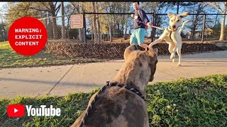 Never take your Dog to a dog park ask me why [upl. by Akehsat]