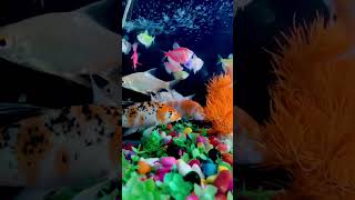 Fish tank setup guide fish aquarium aquariumpets fishing aquaticpets blackmolly minivlog [upl. by Nnyltiak311]