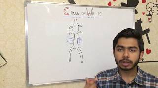 ANATOMY  CIRCLE OF WILLIS [upl. by Cousin]