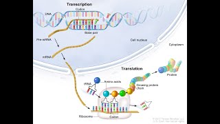 🧬🧬 DNA Replication Transcription amp Translation in prokaryotes amp eukaryotes 🦠🧫  bacteria [upl. by Adamik767]