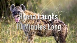 10 Minutes Of Hyenas Laughing  Annoying Sounds [upl. by Esineg186]