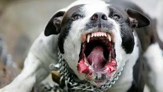 rRelationships Husband Left Me to Die with Rabid Pitbull [upl. by Saraiya]