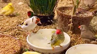 Finch Aviary  1 hour of beautiful finches and bird sounds [upl. by Nod190]