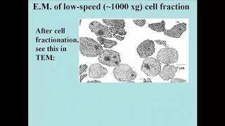 108 Isolated Nuclei [upl. by Darsey]