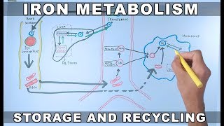 Iron Metabolism  Storage and Recycling [upl. by Essirahc789]