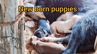 New born puppies  Poor Life Street Dogs [upl. by Laddy]