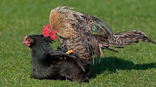 How do chickens mate  Mating behavior in domestic hen [upl. by Alaham]