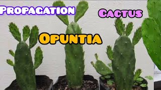 How to propagation opuntia cactus very easily 🌵 [upl. by Helms]