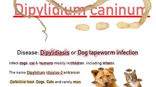 Dipylidium caninum [upl. by Asor]