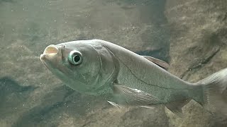 ハクレン Silver carp Hypophthalmichthys molitrix [upl. by Ahsyle]