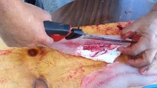 The QUICKEST EASIEST way to filllet walleyes with an ELECTRIC fillet knife BAR NONE [upl. by Aynosal]