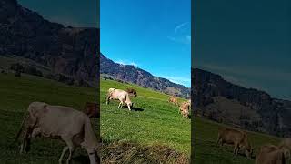 Kühe in wunderschöner Allgäuer Landschaft bei Ofterschwang Allgäu BayernCows in beautiful Bavaria [upl. by Malvia40]