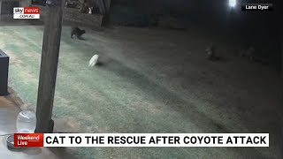 Footage captures moment cat saves dog from coyote attack [upl. by Airotnes]