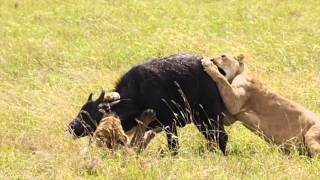 Lion kills Buffalo Calf in Ngorongoro Crater [upl. by Oglesby]