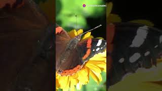 Top 10 Most Beautiful Butterflies in the World🦋 shorts wildlife viral ecorealm [upl. by Abas]