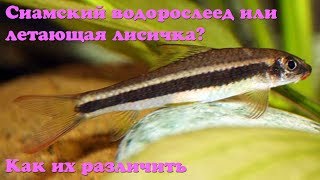 Сиамский водорослеед или летающая лисичка Как их различить [upl. by Loresz196]