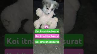 2 Month puppy cultural spitz dog puppydogandpuppycat dogloverpuppyt [upl. by Akcebar17]