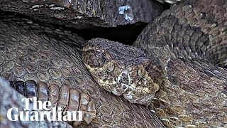 Rattlesnake mega den with as many as 2000 snakes livestreaming from Colorado [upl. by Ahsiaa]