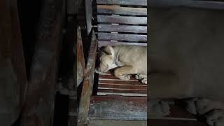 viralvideo animals dog funny shortvideo doglover trending puppy shorts short viralshorts [upl. by Ekud]