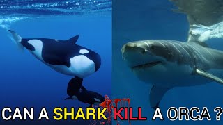 Can a shark defeat a killer whale  TOP FACTS [upl. by Anileuqcaj352]