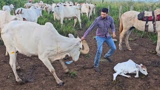 ENFRENTANDO AS VACAS BRAVA😱 Cuidando dos bezerros [upl. by Winchell962]