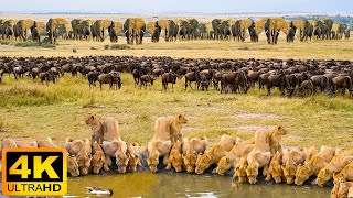 4K African Wildlife Simien Mountains National Park  Real Sounds of Africa  4K Video Ultra HD [upl. by Chuch336]