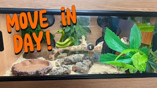 MOVE IN DAY FOR IRWIN THE HOGNOSE 🏡🐍 [upl. by Ruskin210]