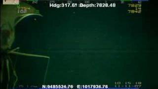 DeepSea Creepy Giant quotLONG ARMquot Squid  First Published Original Footage [upl. by Nivla]