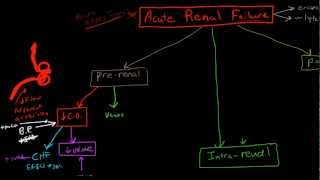 Pathophysiology of Acute Renal Failure [upl. by Akeemat]