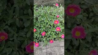 How to grow Purslane plants 🌱🌸 shortvideo garden gardeing youtubeshort viralshort viral [upl. by Ebsen132]