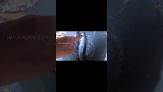 Hogenekkal Oil Massage Fish Fry  Hogenakkal Waterfalls  Nanga Romba Busy [upl. by Flemings311]