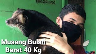 Musang Jinak Sering Menang Kontes  Part 1 [upl. by Marr710]