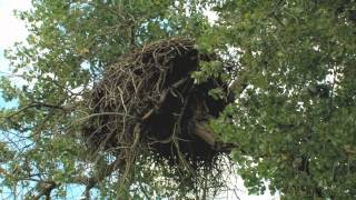 Eagle Nest Reborn [upl. by Llessur]