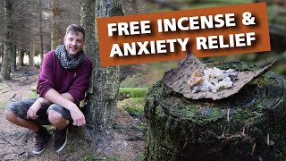 Pine Resin  Natures Ultimate Incense and Anxiety Cure [upl. by Tserof]